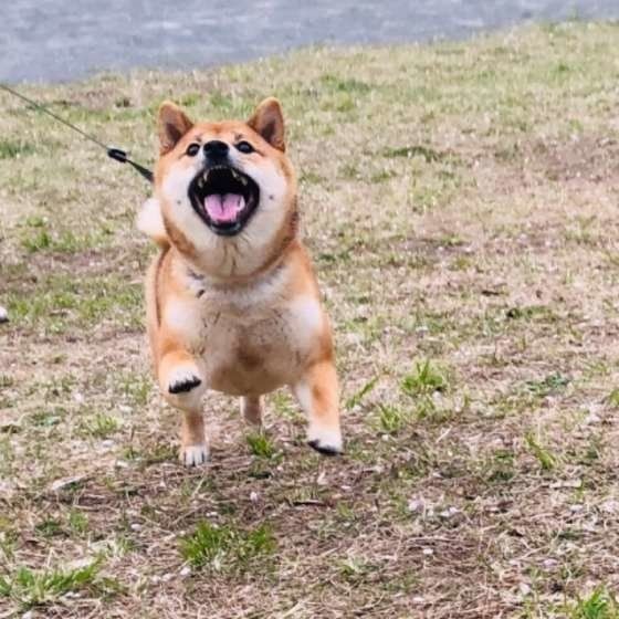 気づけなかった愛犬の病気体験談