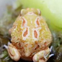 กบสวยงามทุกชนิด ปี2
