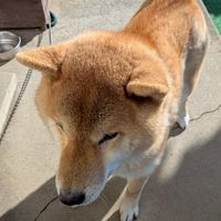 世界一治安のいいブレインロットオプチャ