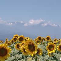 山梨とシングルライフと私