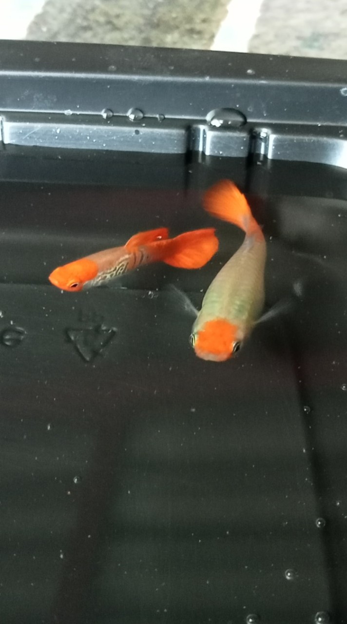 OmGuppy