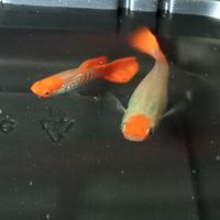 OmGuppy