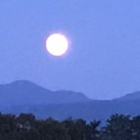 (案)青い森でゆったりまったり