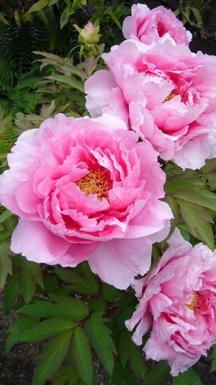 🌸 談笑有鴻儒🌸