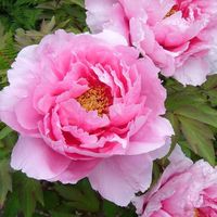 🌸 談笑有鴻儒🌸