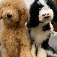 🐶QQ大玩偶《🐶巨型貴賓 嚴選🐶》（標準型貴賓）部屋