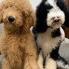 🐶QQ大玩偶《🐶巨型貴賓 嚴選🐶》（標準型貴賓）部屋