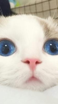 大大的眼睛看世界