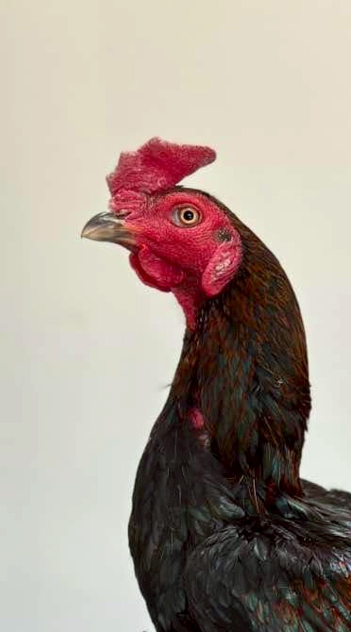 พัฒนา​ไก่ชนพม่าสายเลือดเงินล้าน🏆         (ไท้​ บางบาล)​