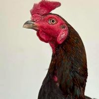 พัฒนา​ไก่ชนพม่าสายเลือดเงินล้าน🏆         (ไท้​ บางบาล)​