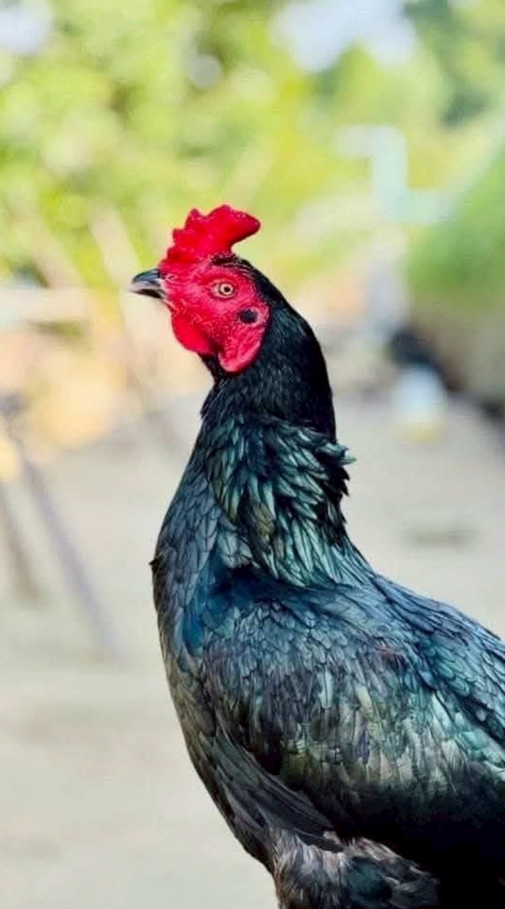 พัฒนา​ไก่ชนพม่าสายเลือดเงินล้าน🏆         (ไท้​ บางบาล)​
