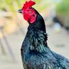 พัฒนา​ไก่ชนพม่าสายเลือดเงินล้าน🏆         (ไท้​ บางบาล)​
