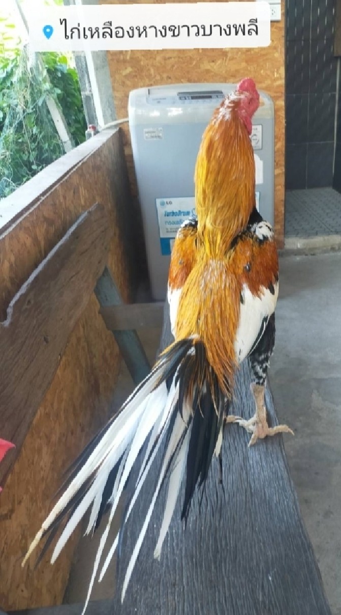 กลุ่มอนุรักษ์ไก่เหลืองหางขาว