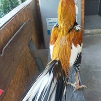 กลุ่มอนุรักษ์ไก่เหลืองหางขาว