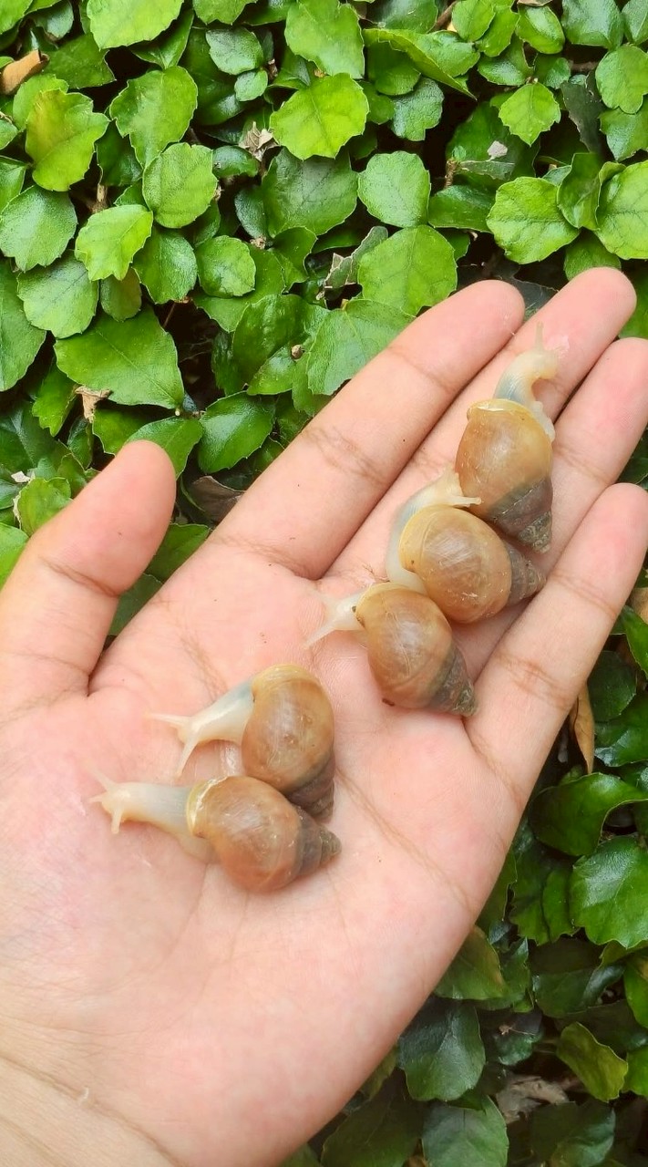 HappySnaillyHouse.🐌🏡