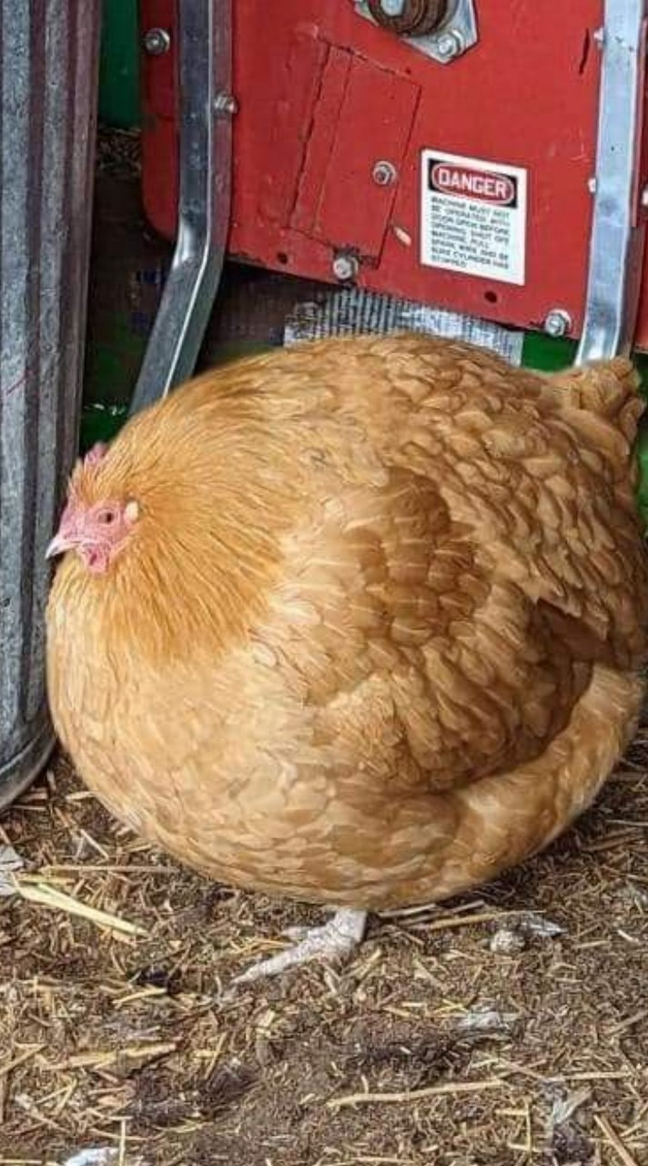 ไก่กลม