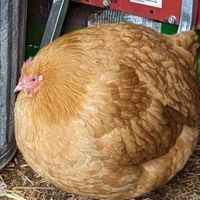ไก่กลม