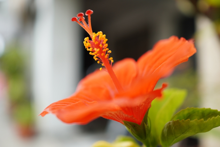 攝錄輕旗艦 Sony A6400 隨身相機動手玩