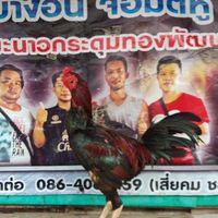JTK ฟาร์ม พม่าสายตีหู