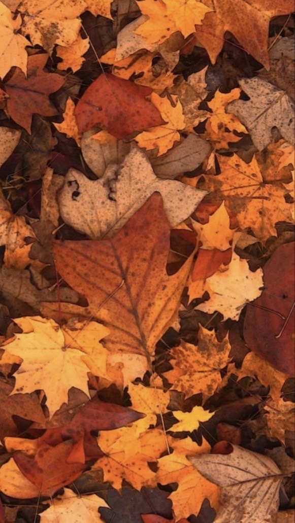 《🍃独り言🍃》50歳以上女性限定