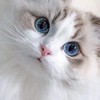 西瓜喵🍉動漫的地盤🐈