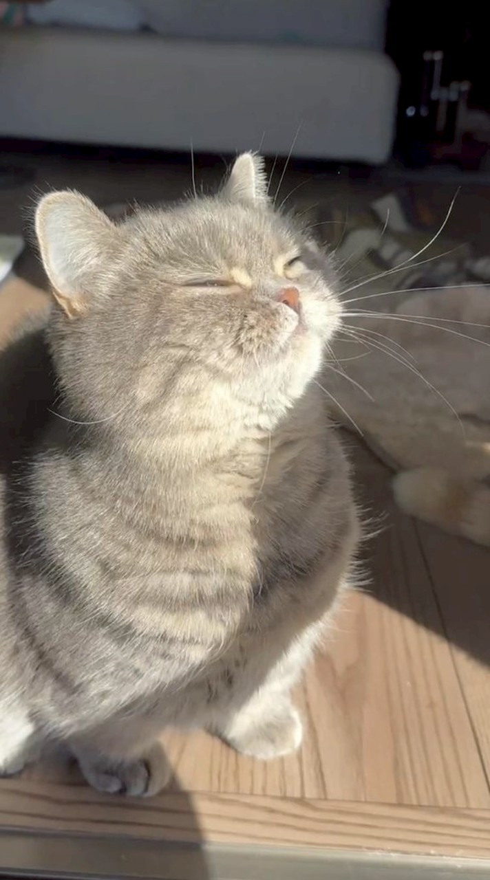 西瓜喵🍉動漫的地盤🐈