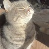 西瓜喵🍉動漫的地盤🐈