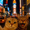 西瓜喵🍉動漫的地盤🐈（也可以聽歌）