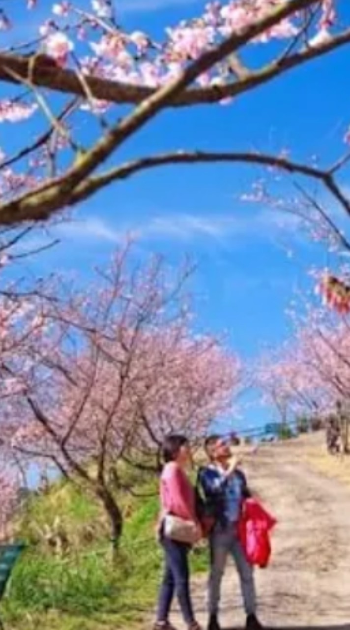 2026💞春節大熊櫻花林賞櫻