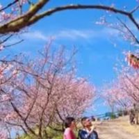 2026💞春節大熊櫻花林賞櫻