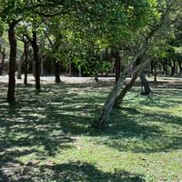 草地遊牧瑜伽