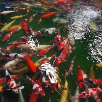 High Quality Koi ( HQK🇯🇵)