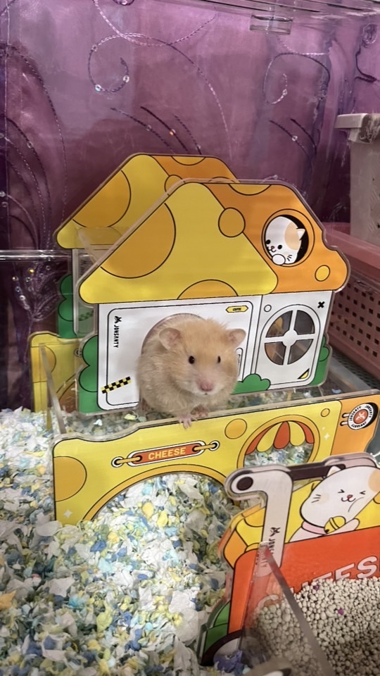 xin波利鼠🐹蹲鼠社團