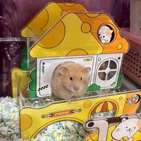 xin波利鼠🐹蹲鼠社團