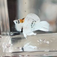 KBmolly