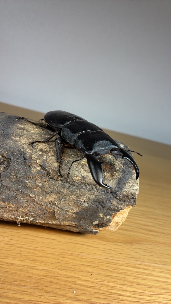 カニかま視聴者さんチャット