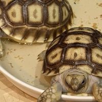 火龍水族特寵工作室