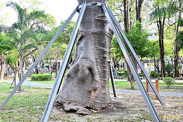 高雄四維香花公園內的這棵「猢猻木」，樹幹凸出部分有著像是把人吸到裡面的詭異外型倒立在樹幹上。(記者李惠洲攝)