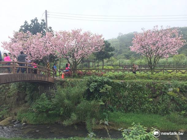 【UPD分享】「櫻芝飛舞」賞櫻健行活動