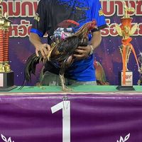 นวพลฟาร์ม  🐓