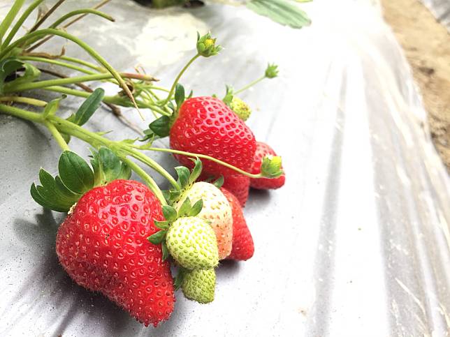 ▲你知道嗎？草莓品種有超多！（圖／奧丁丁市集)