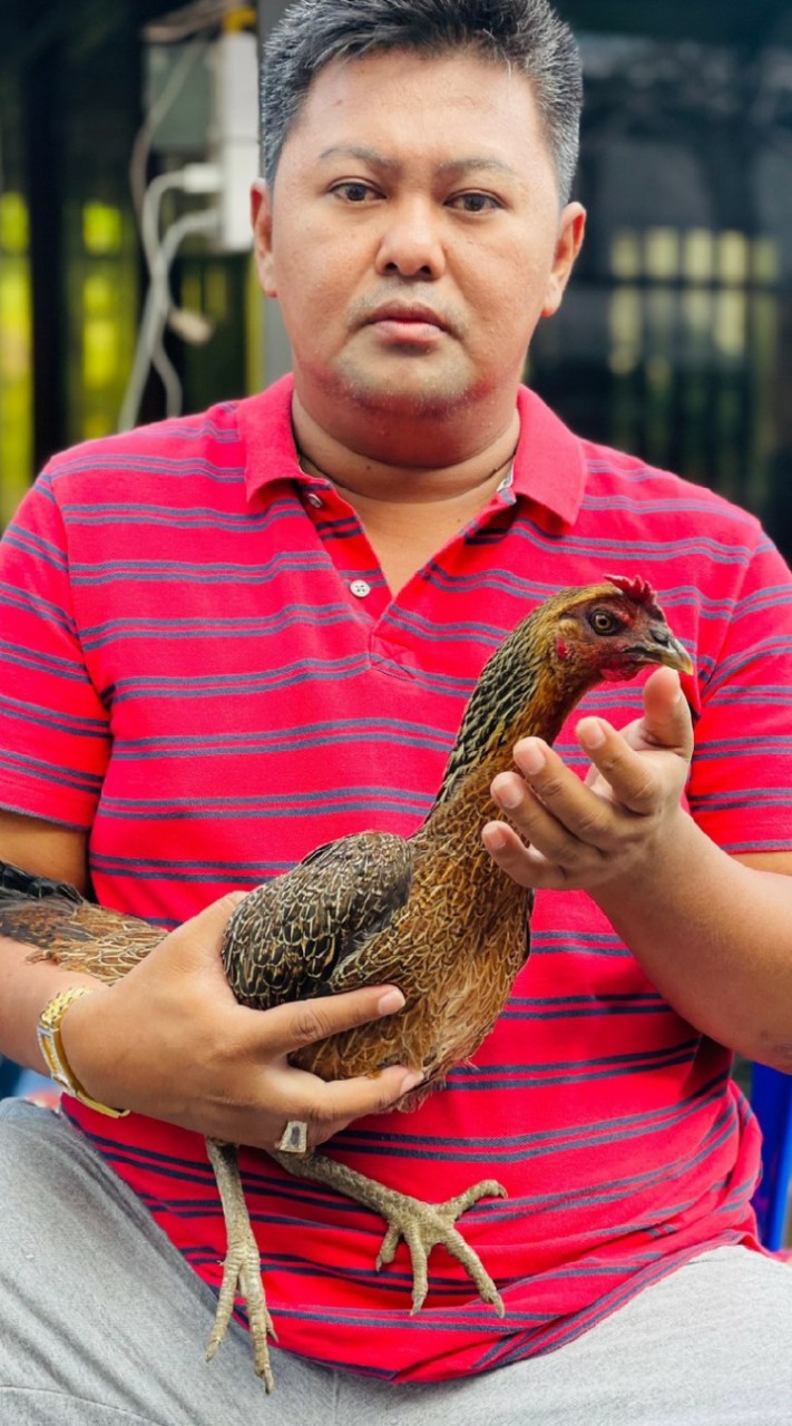 ซื้อขาย ลูกไก่ ส.มีสุวรรณ์