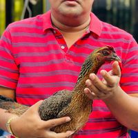 ซื้อขาย ลูกไก่ ส.มีสุวรรณ์