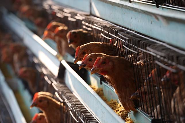 China Reports Outbreak Of Deadly Bird Flu Among Chickens In Hunan