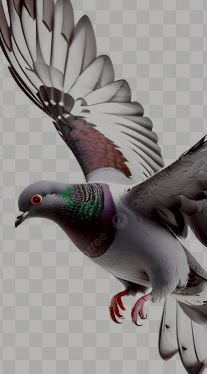 115夏季北彰海翔