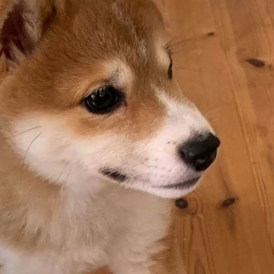 犬の鳴き声には謎がいっぱい 鳴き声トリビア 5選