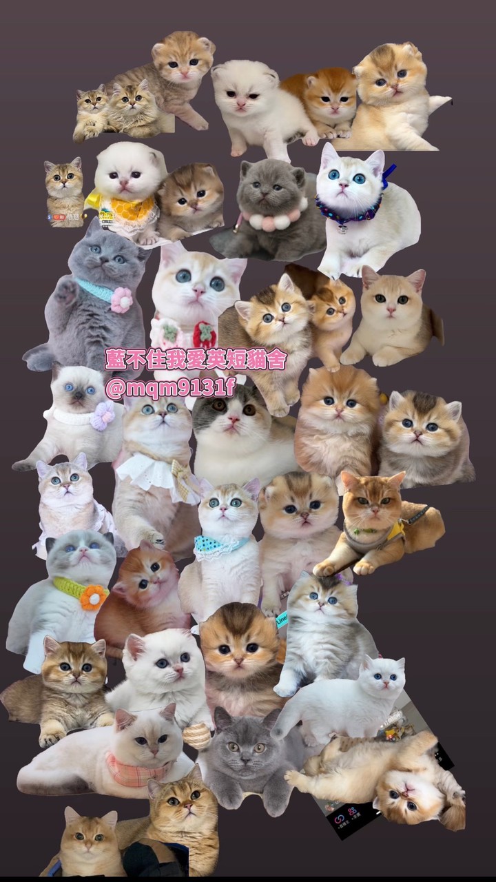 英國短毛貓  無短腿