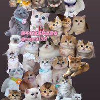英國短毛貓  無短腿
