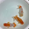 金魚・メダカ好きな人集まれー!