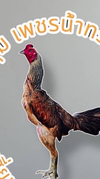 ซุ้มเพชรน้ำทรัพย์🐓เสี่ยบอยฟันธง100%